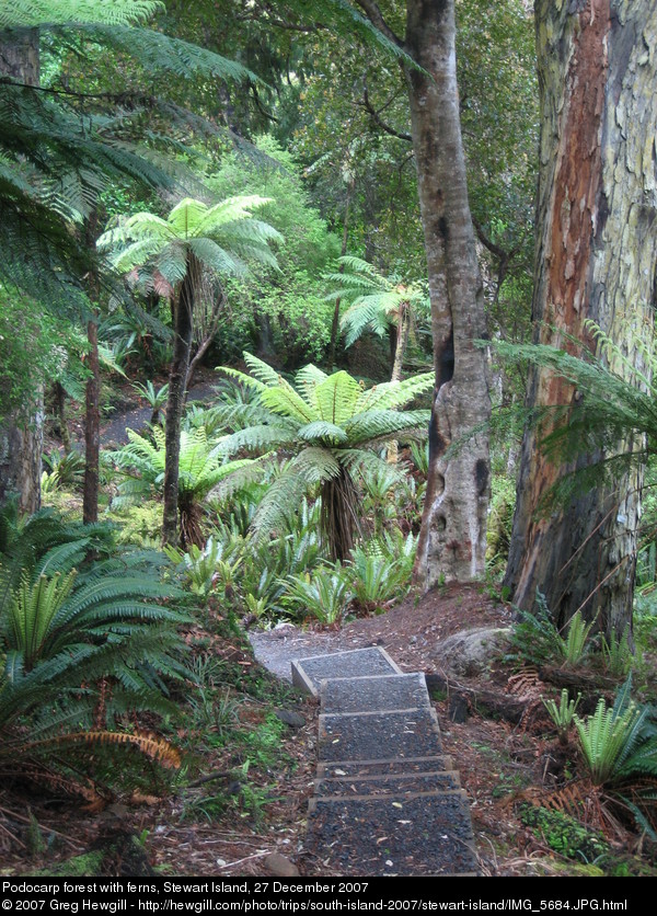 Podocarp forest with ferns