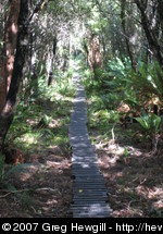 Boardwalk through the forest