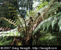 Tree fern with many koru