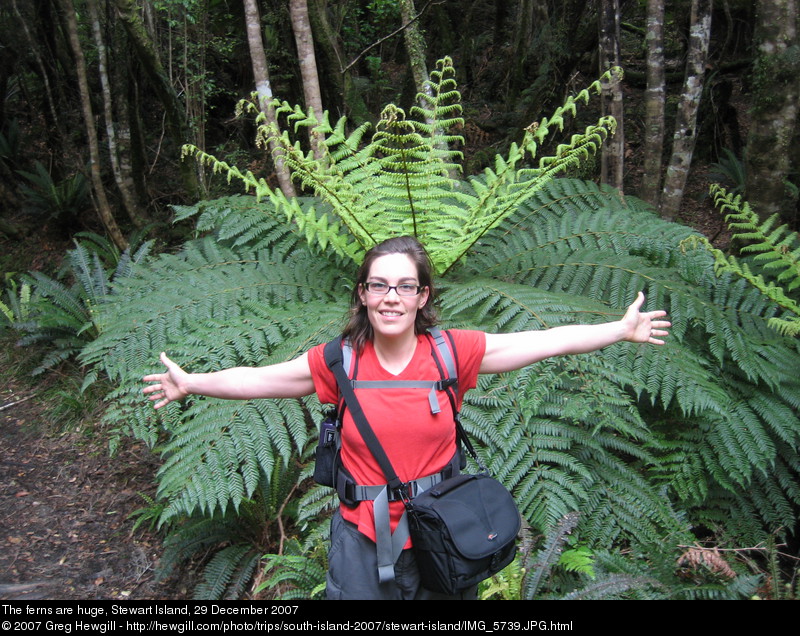 The ferns are huge