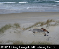 Sea lions in the dunes