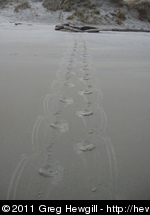 Sea lion tracks