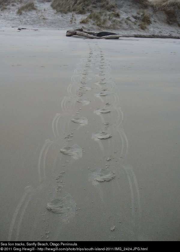Sea lion tracks