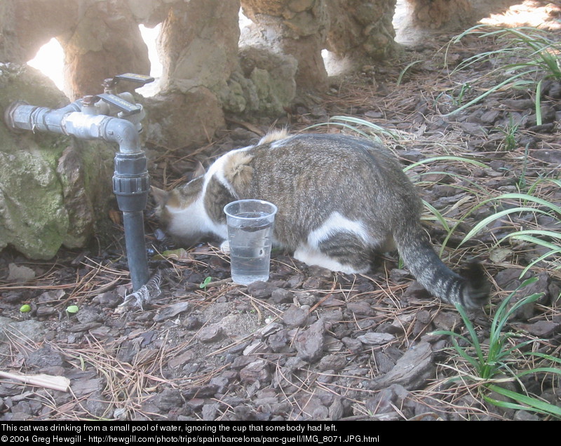 This cat was drinking from a small pool of water, ignoring the cup that somebody had left.