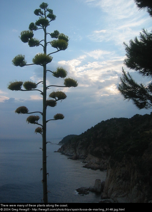 There were many of these plants along the coast.