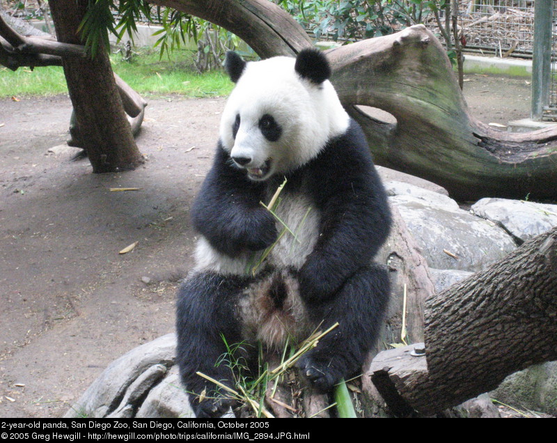 2-year-old panda