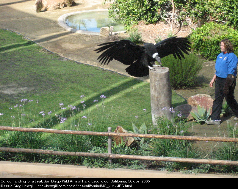 Condor landing for a treat