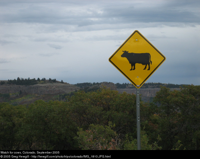 Watch for cows