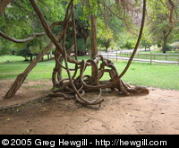 Interesting tree roots