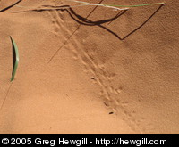 Small reptile tracks