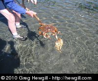 Crabbing at Boundary Bay