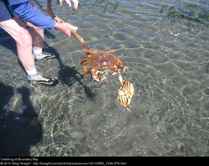 Crabbing at Boundary Bay