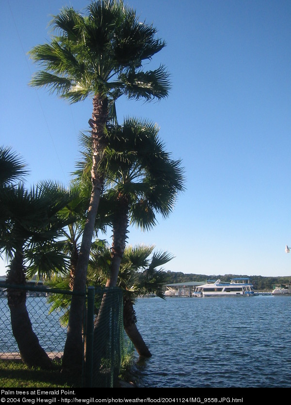 Palm trees at Emerald Point.